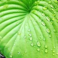Benefits of Rainwater for Plants