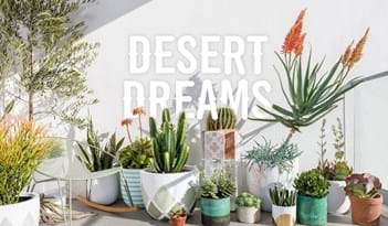Desert Dreams | Plant Package